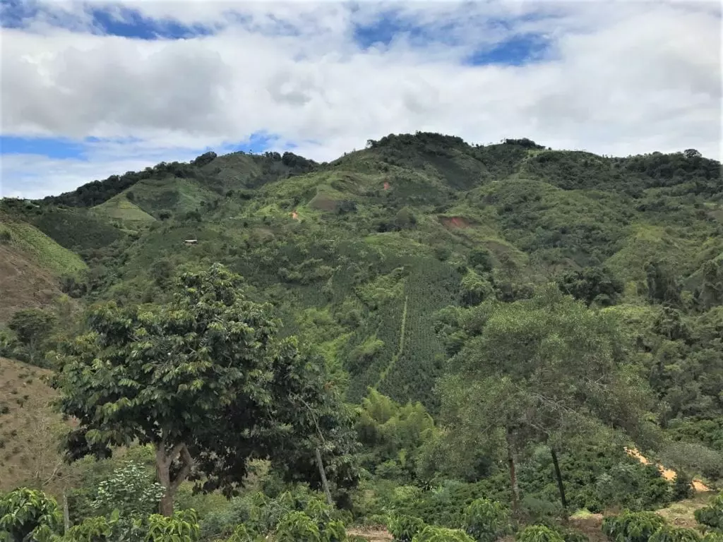 Colombia | Aromas Del Sur | Decaf - Image 6