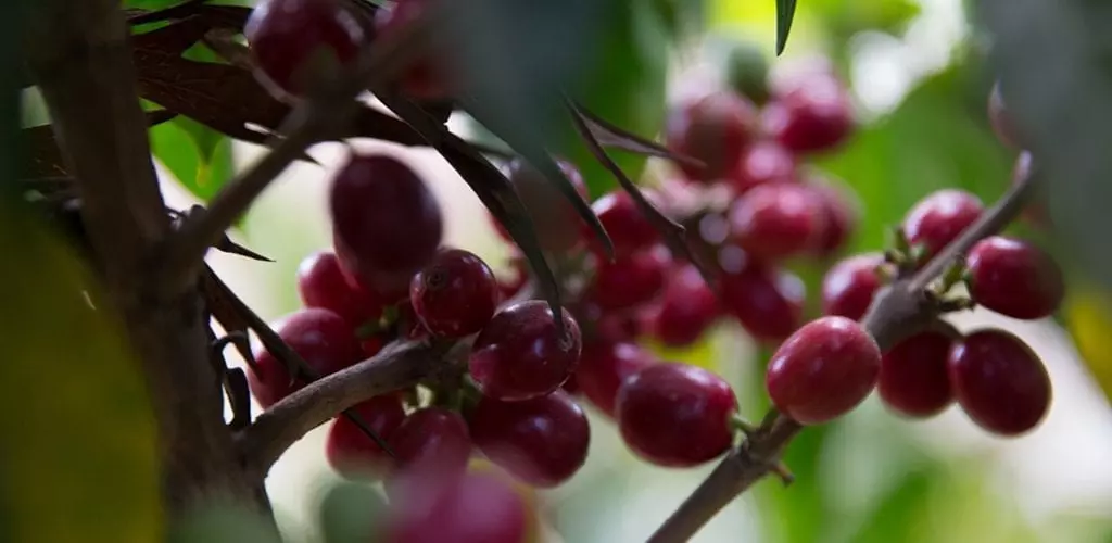 Colombia | Aromas Del Sur | Decaf - Image 7