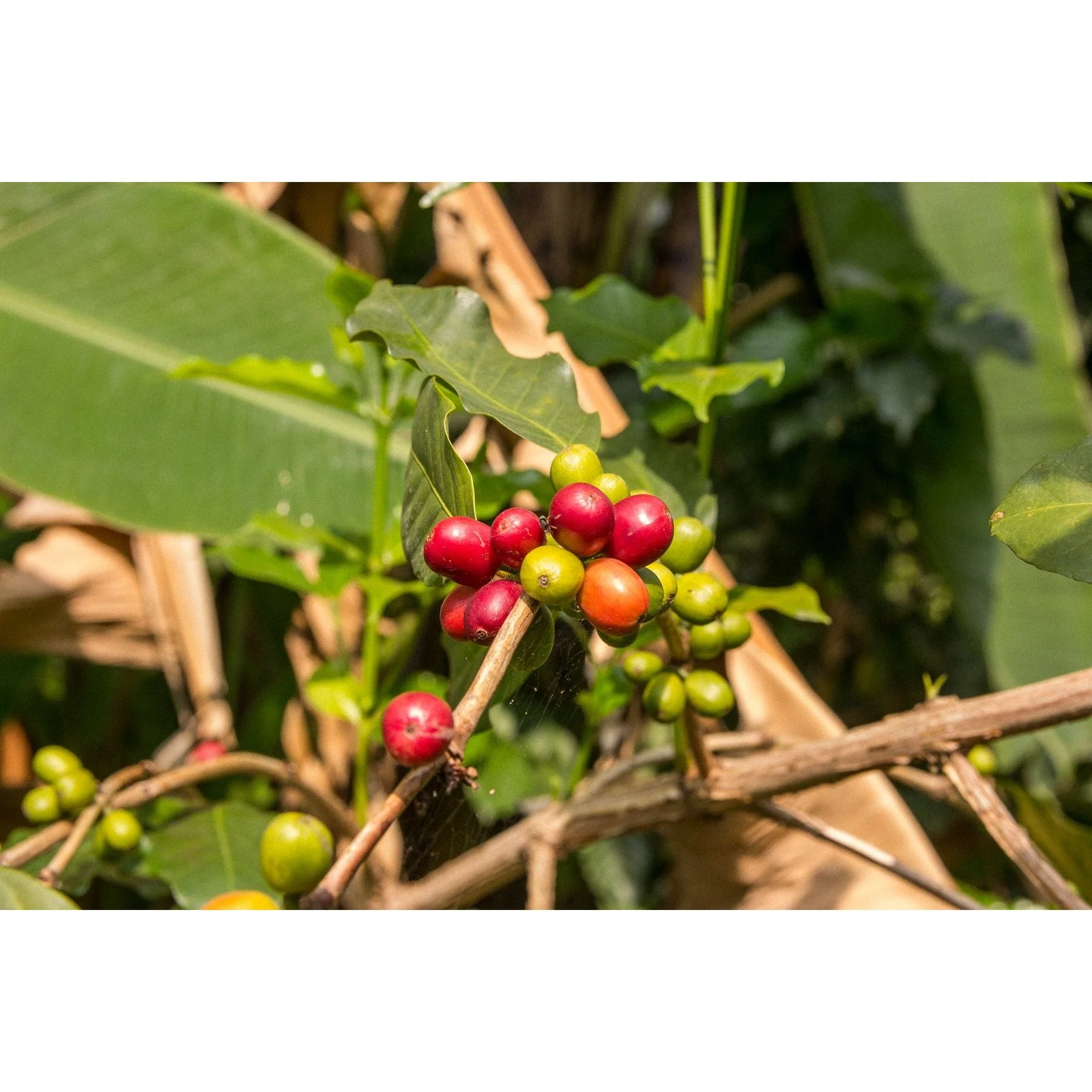 Frida's Blend | Dark Roast - Image 5