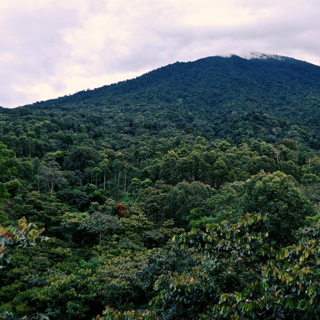 Guatemala - Slow Jam - Image 8