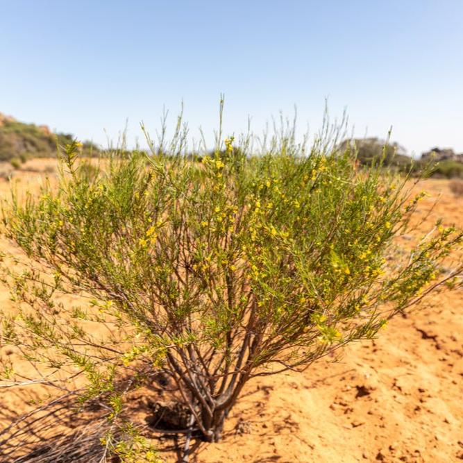 Rooibos Pouch - Image 6