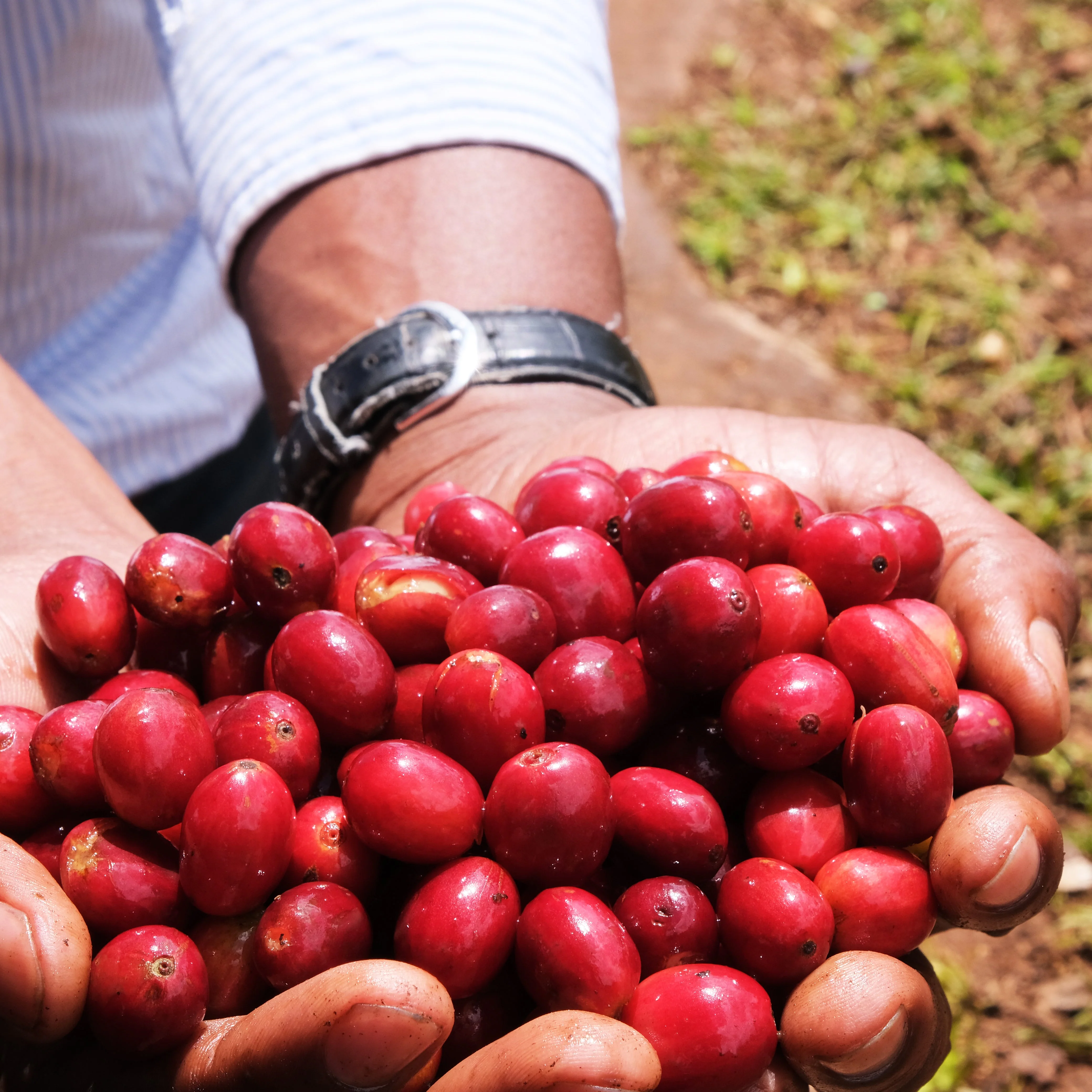 Tanzanian Peaberry - Image 4